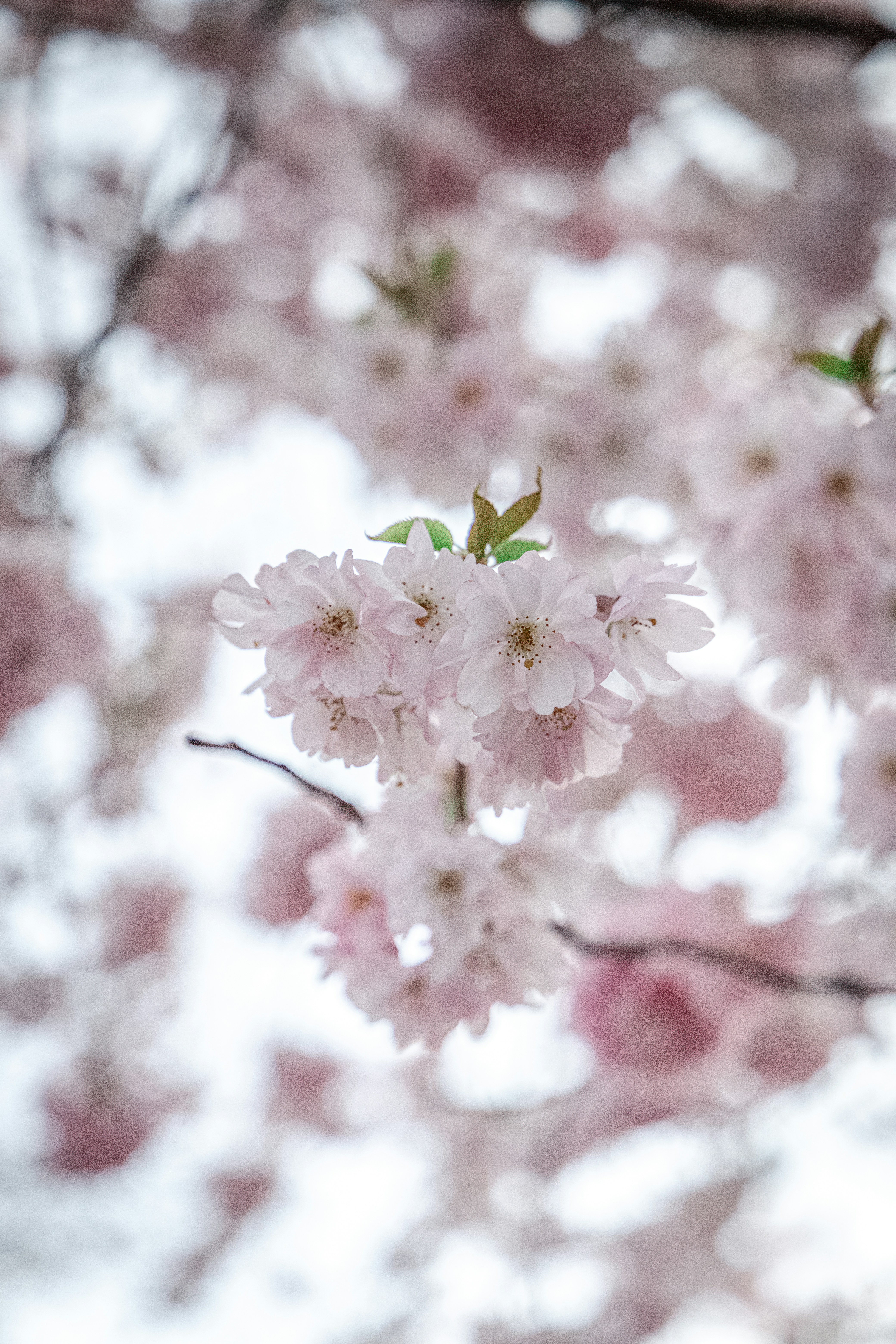 Photo by katharina_bill