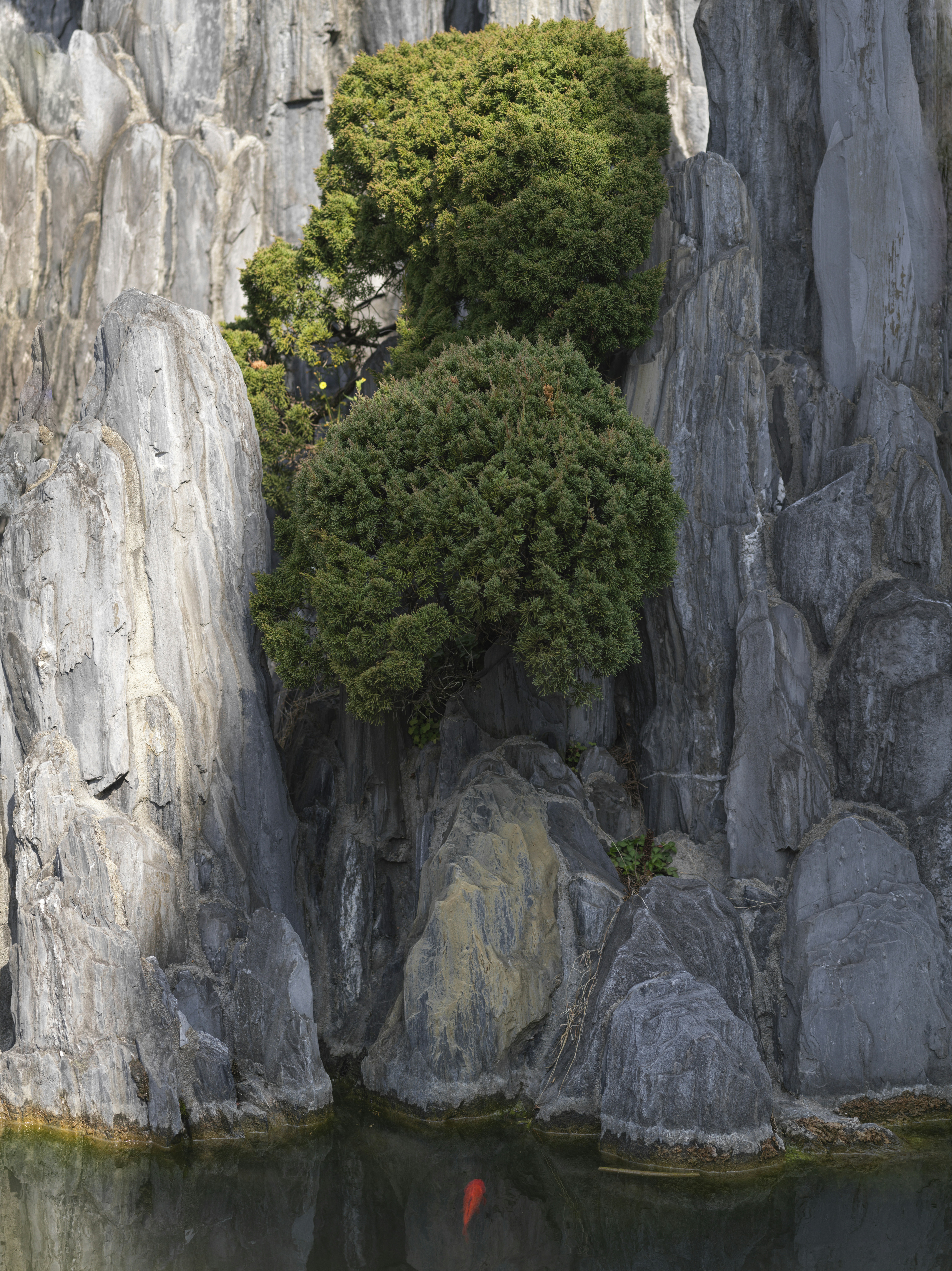 un arbre solitaire poussant sur les rochers d’une montagne