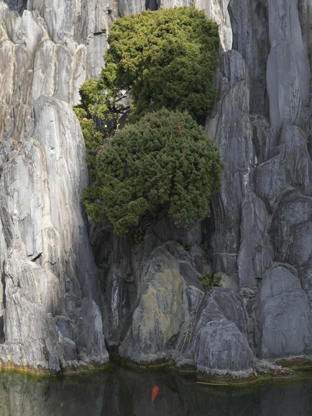 a lone tree growing out of the rocks of a mountain