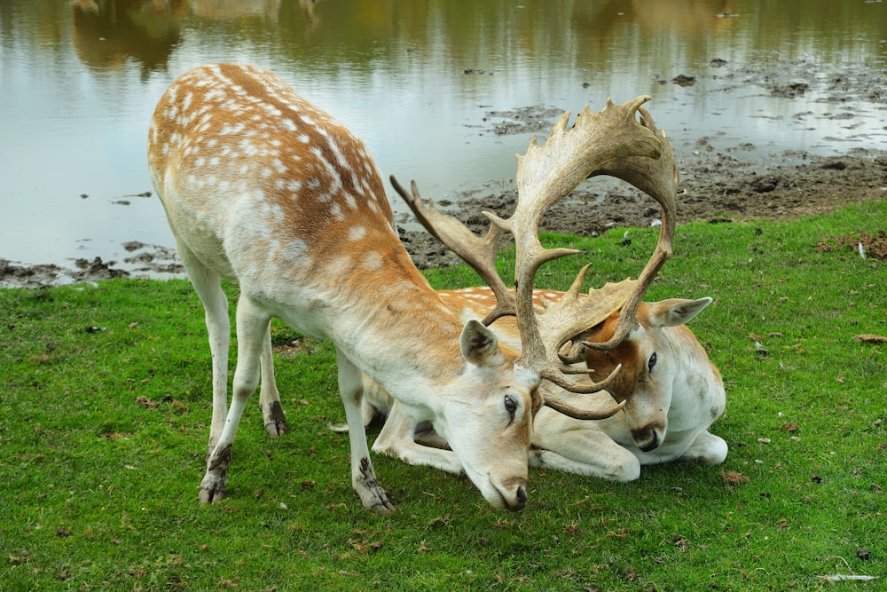 a couple of deer standing on top of a lush green field