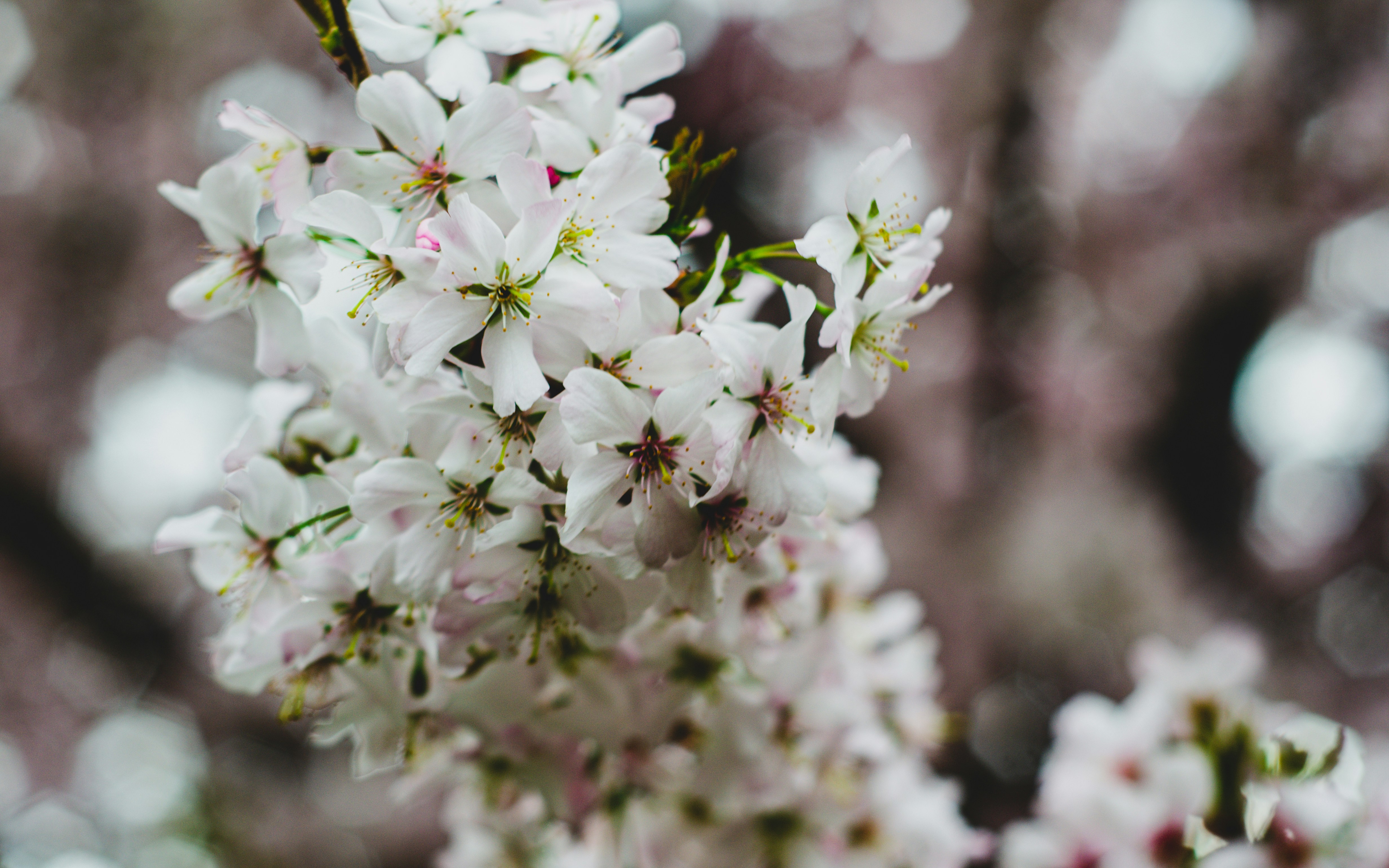 a bunch of white flowers that are on a tree