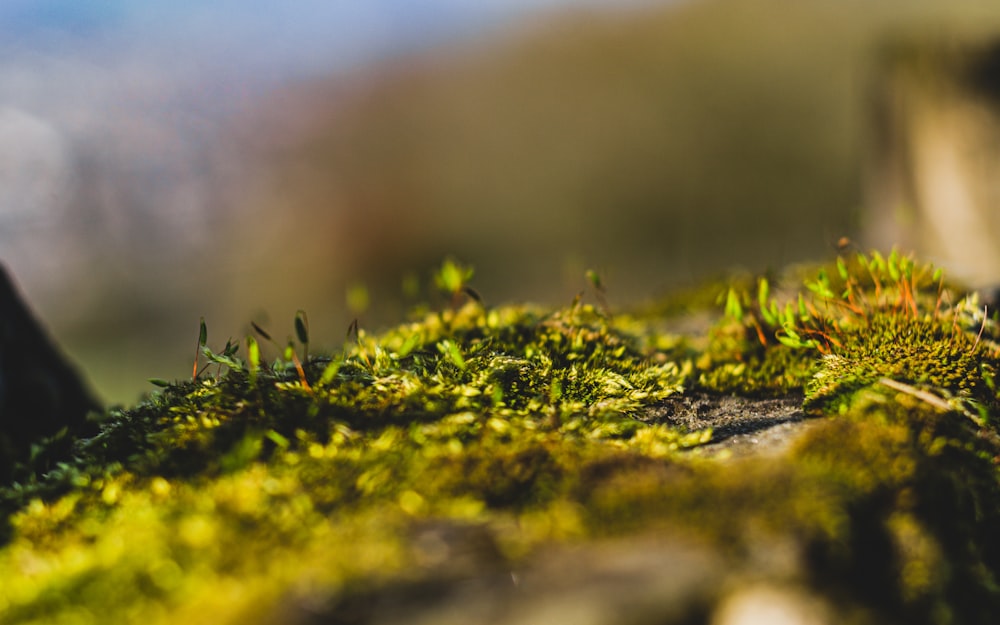 a close up of moss growing on a rock