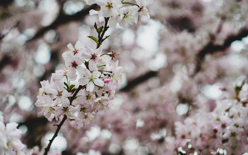 a close up of a tree with pink flowers