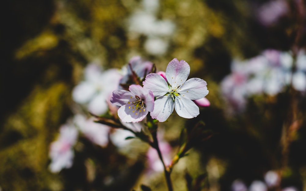 a close up of a flower with a blurry background