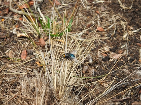 A close-up of a fly resting on a cluster of dry, yellowish grass amidst an earthy, brown background scattered with a few green and reddish leaves.