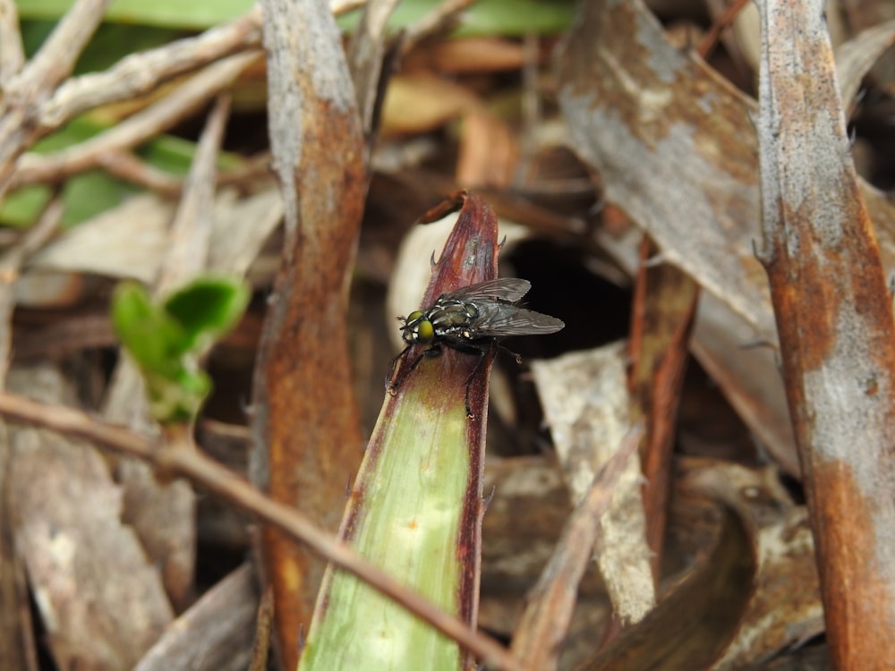 a fly sitting on top of a plant in a field