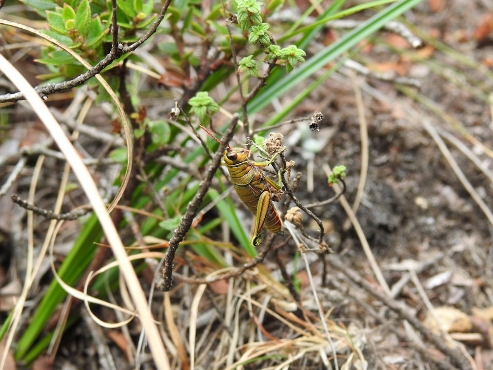 a close up of a small insect on a plant