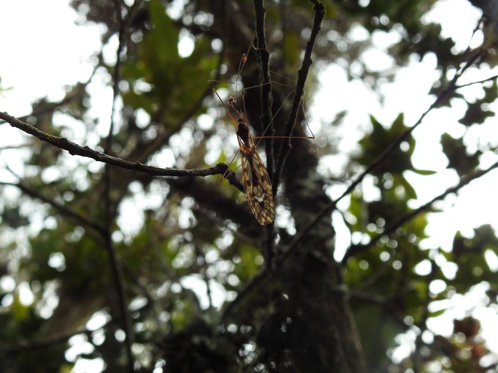 a leaf hanging from a tree branch in a forest