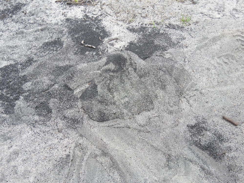 Ein Vogel, der im Sand steht