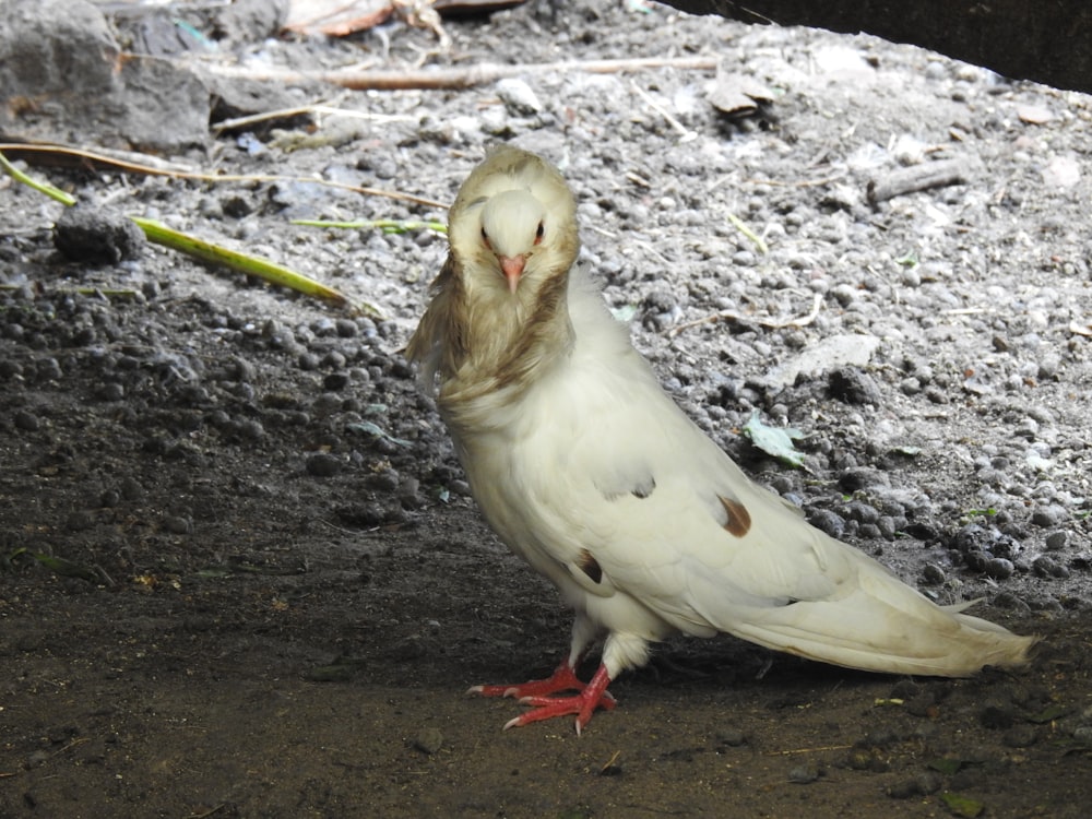 a white bird standing on top of a dirt field