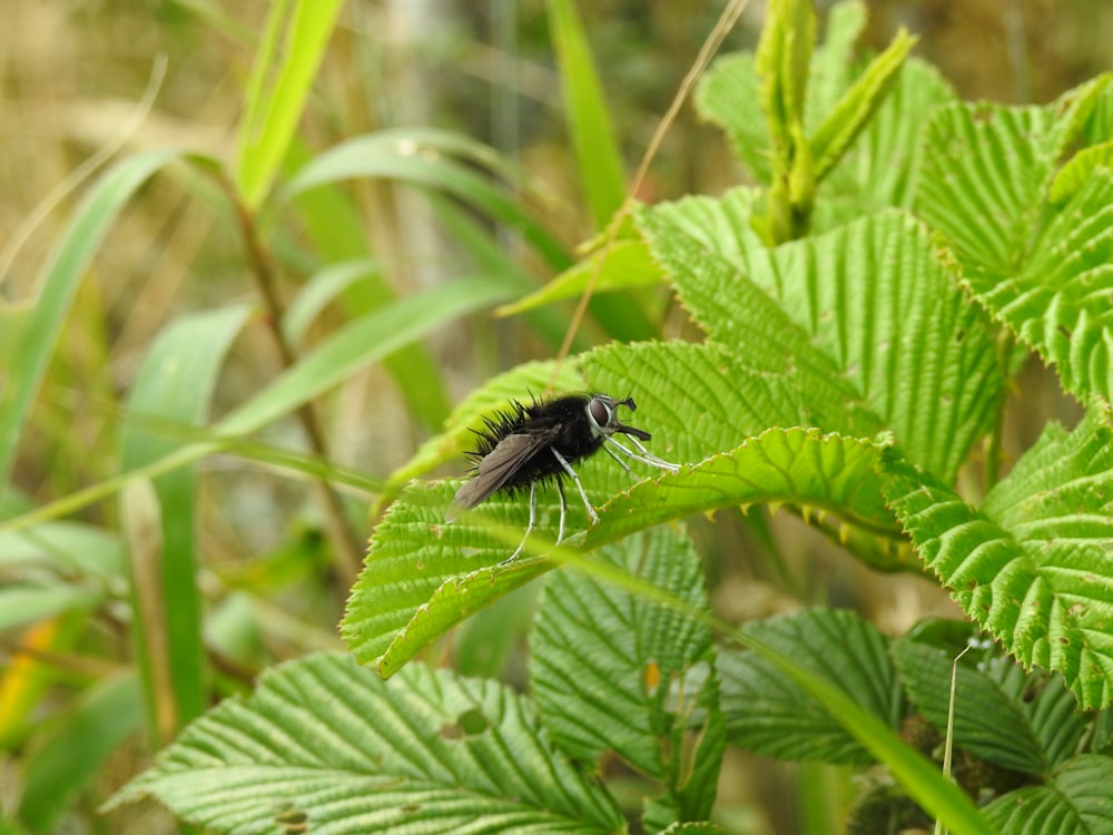 a black insect sitting on top of a green leaf