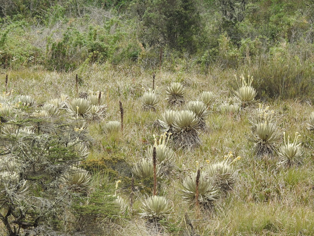 a herd of animals grazing on top of a lush green field