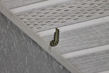 A striped green and black caterpillar is suspended upside down, possibly preparing to form a chrysalis, attached to the underside of a textured, off-white surface.