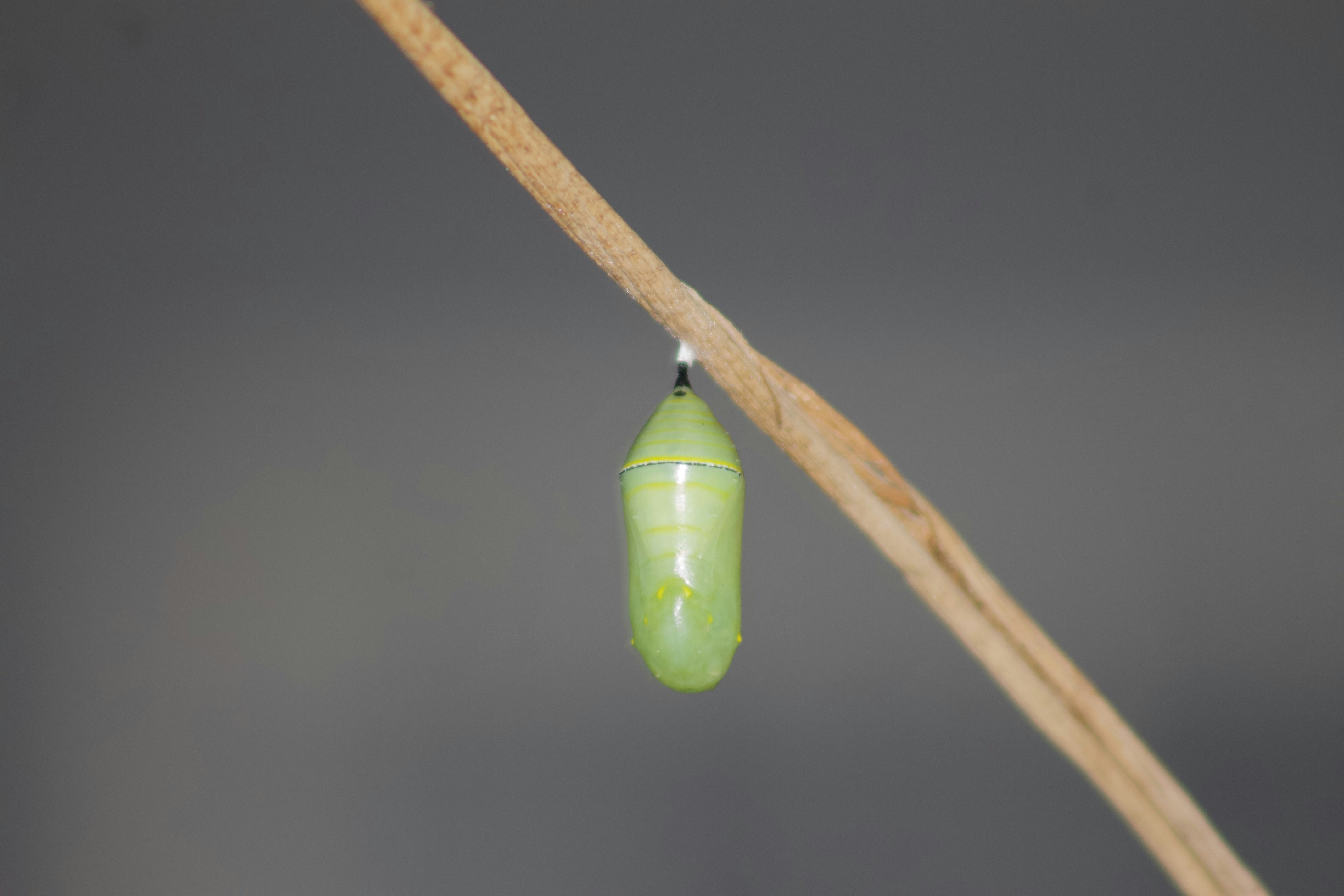 una oruga verde colgando de la rama de un árbol