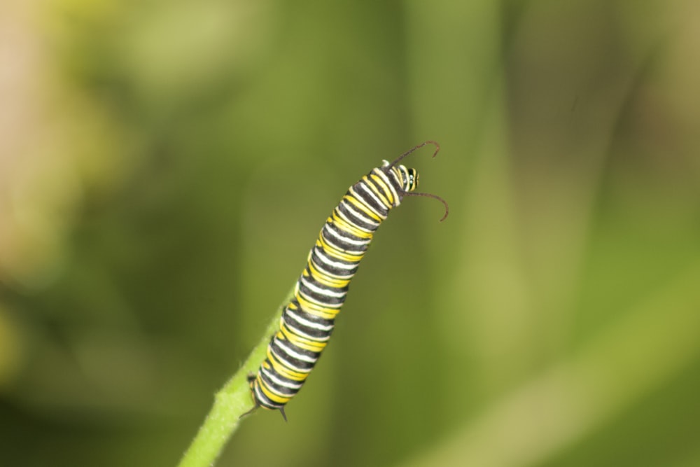 a close up of a caterpillar on a plant