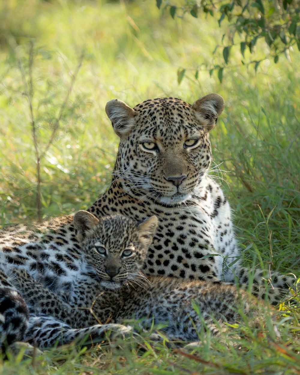 a mother and baby leopard laying in the grass
