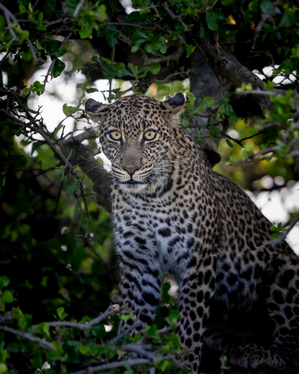 a leopard sitting in a tree looking at the camera