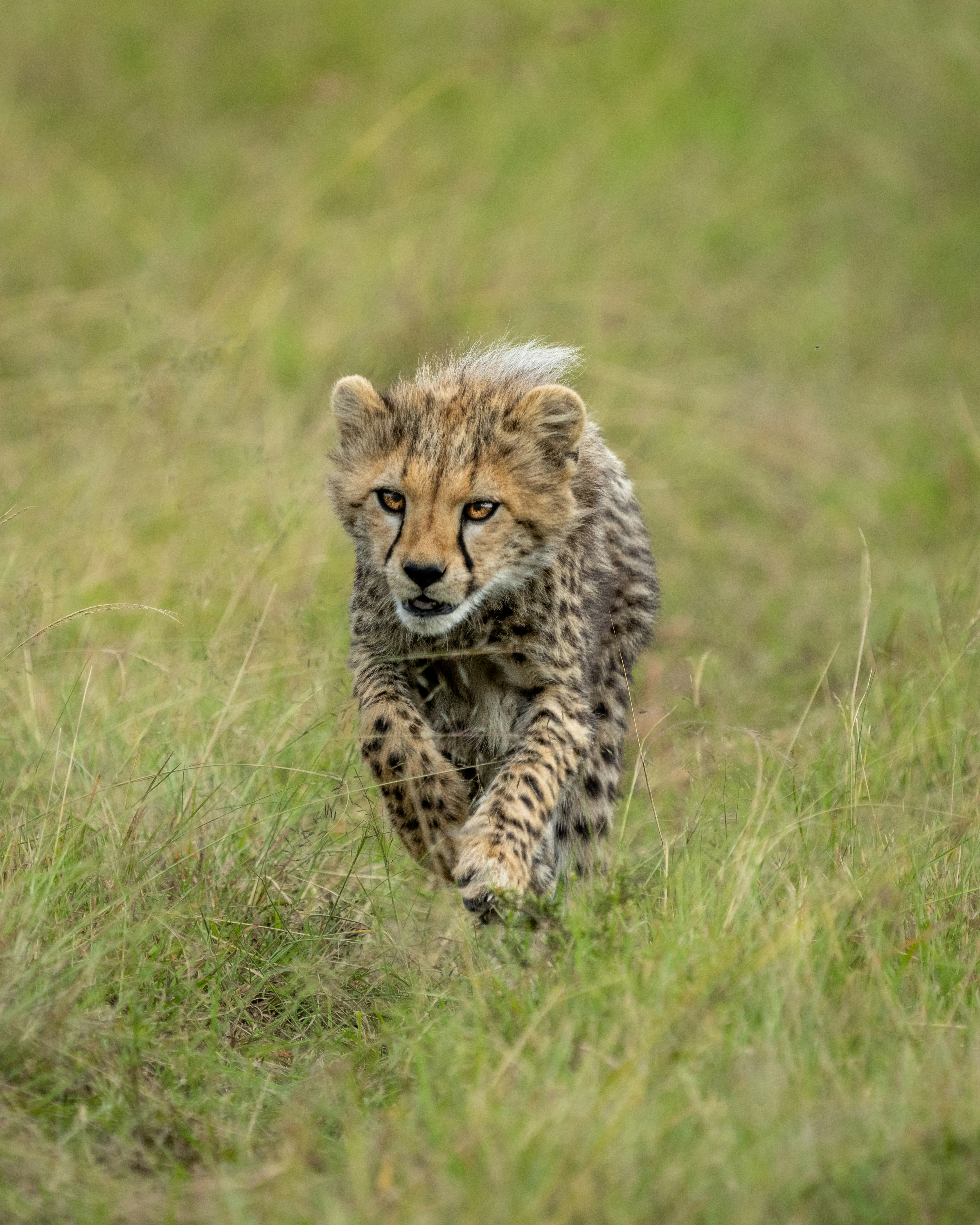 Cheetah Cub Running Through a Grassy Field