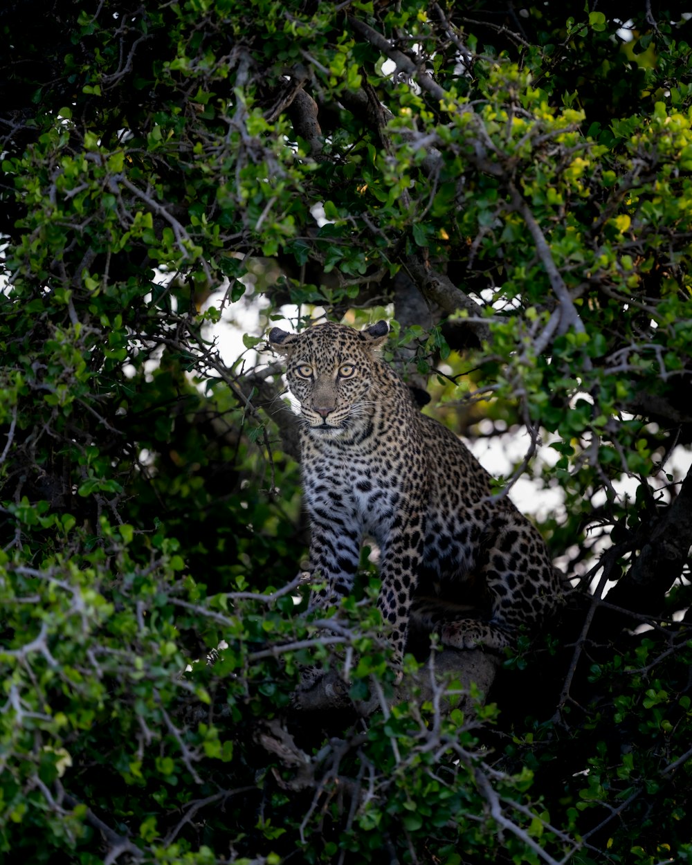 a leopard sitting in a tree looking at the camera