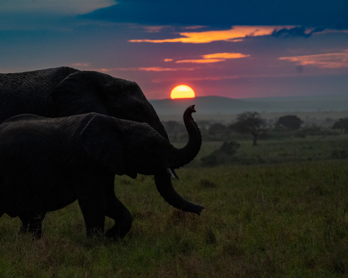 Two elephants walking across grassland in the Maasai Mara at sunset