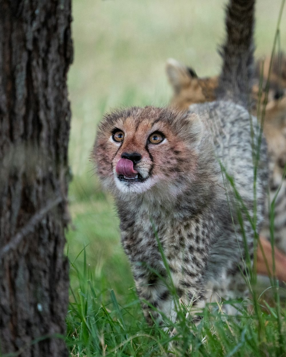a baby cheetah is sticking its tongue out