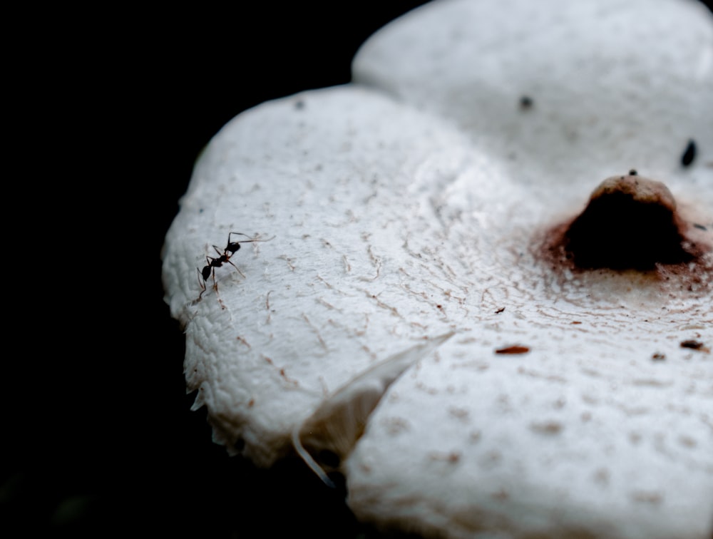 a close up of a white flower on a black background