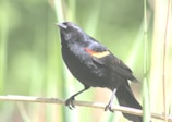 A black bird with vibrant orange and yellow markings on its wings is perched on a thin branch. The background is blurred with varying shades of green, suggesting a natural setting with tall grasses or reeds.