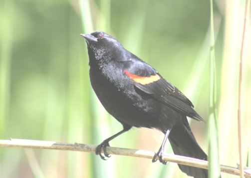 A black bird with vibrant orange and yellow markings on its wings is perched on a thin branch. The background is blurred with varying shades of green, suggesting a natural setting with tall grasses or reeds.