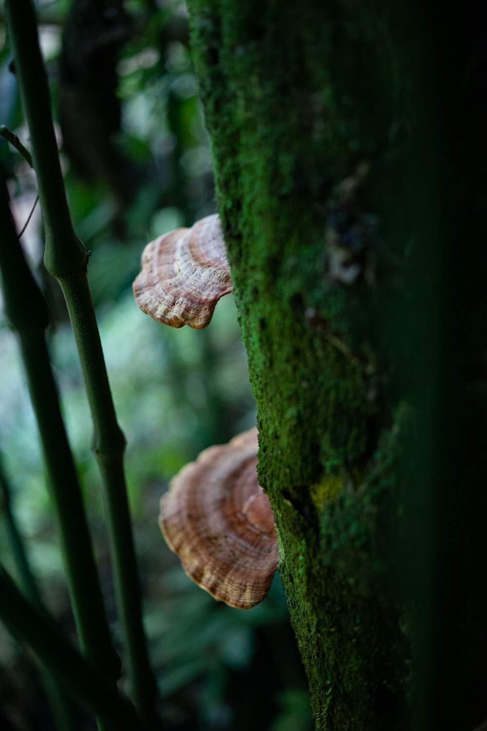 mushrooms growing on a tree in the forest