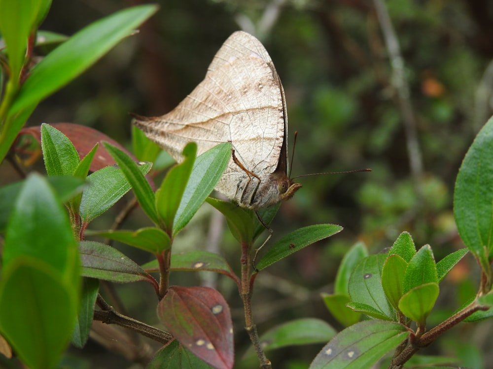 a white butterfly sitting on top of a green plant