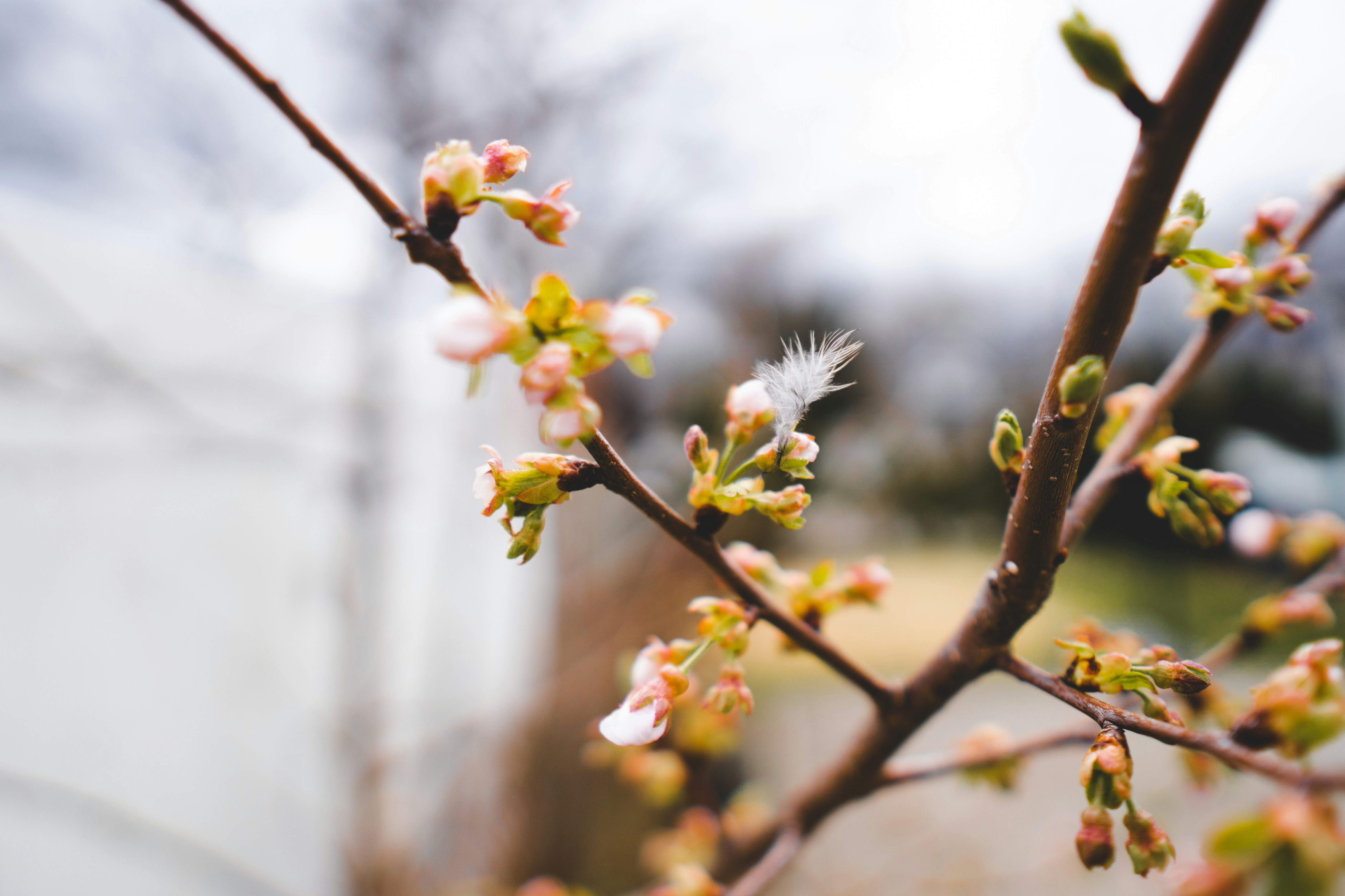 Photo by emmanuelphaeton