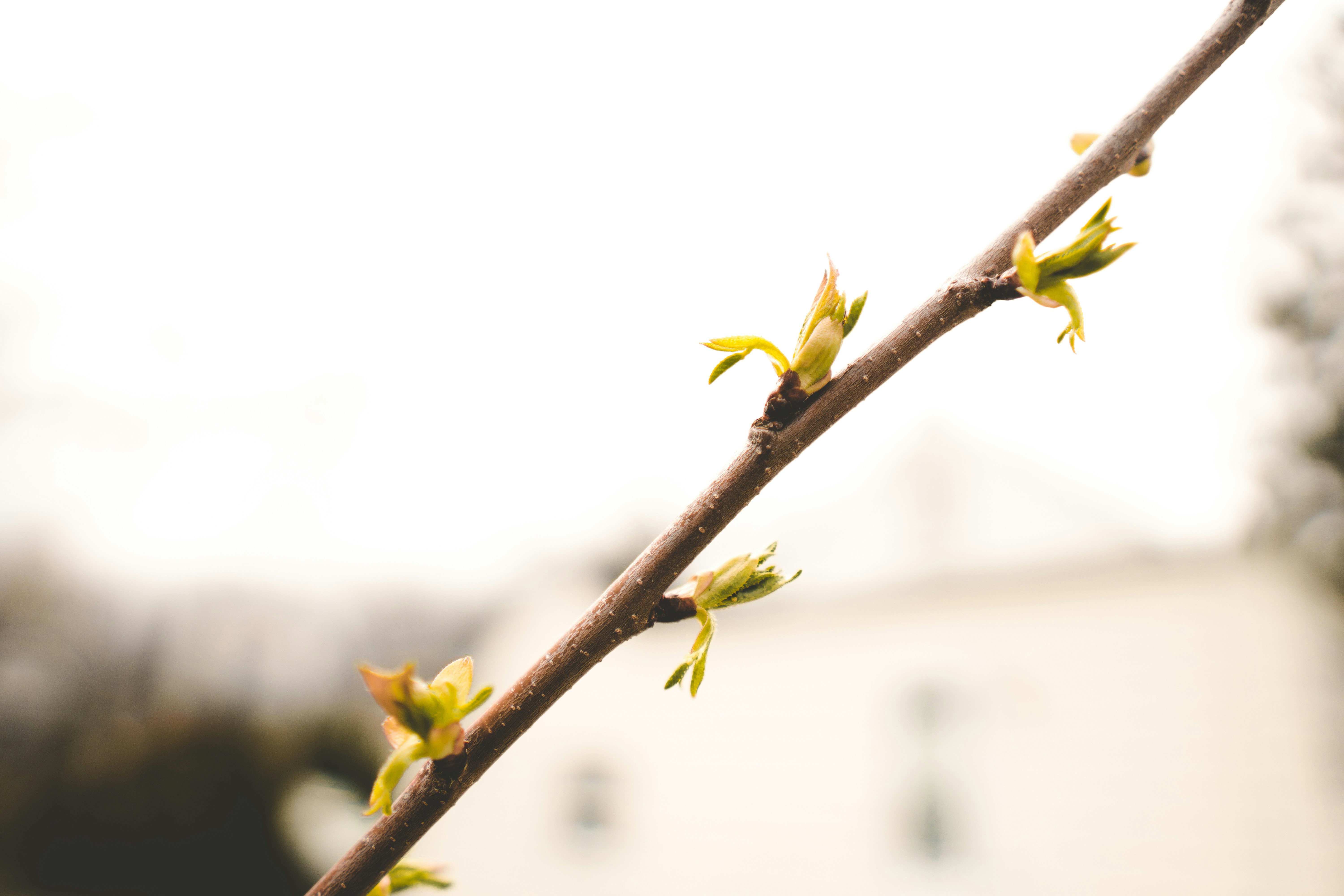 Photo by emmanuelphaeton