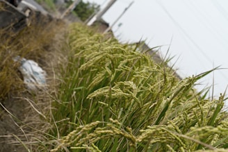 A close-up view of lush green rice plants growing in a field. The grains are developing, suggesting that the rice is in the maturing stage. In the background, there are blurred elements possibly including other agricultural features, and the sky appears overcast.