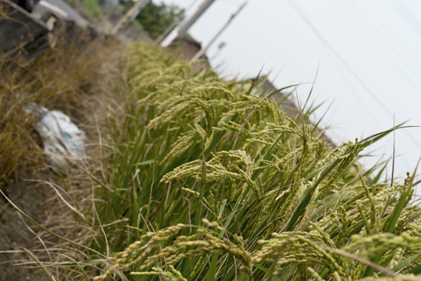 A close-up view of lush green rice plants growing in a field. The grains are developing, suggesting that the rice is in the maturing stage. In the background, there are blurred elements possibly including other agricultural features, and the sky appears overcast.