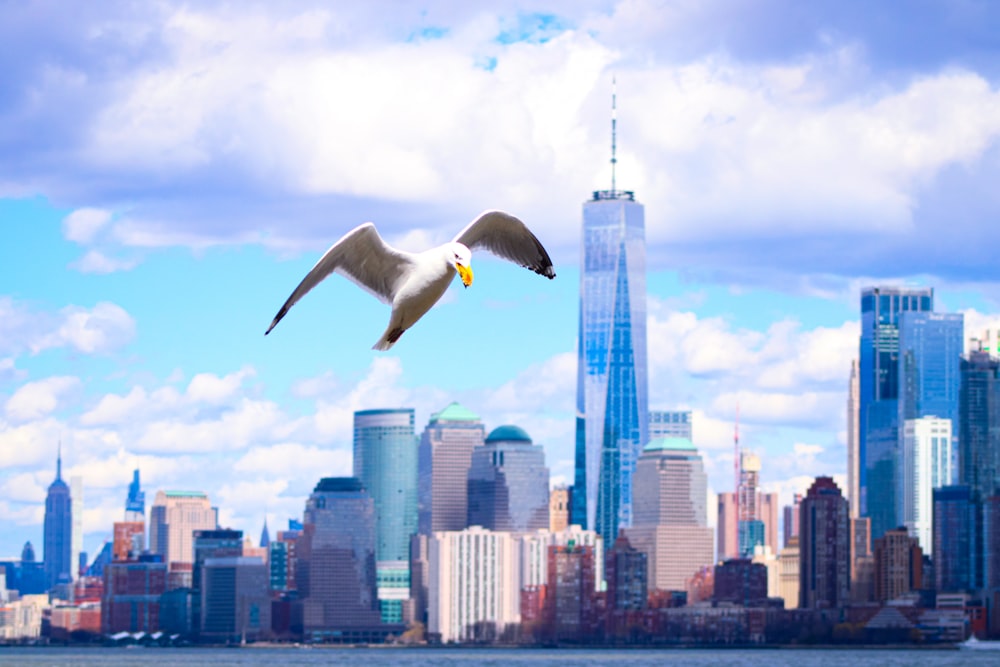 a seagull flying in front of a city skyline
