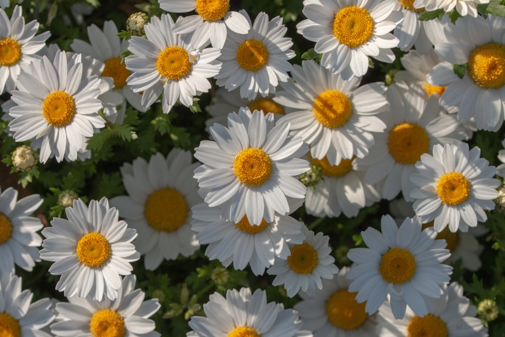 a bunch of white and yellow flowers with yellow centers