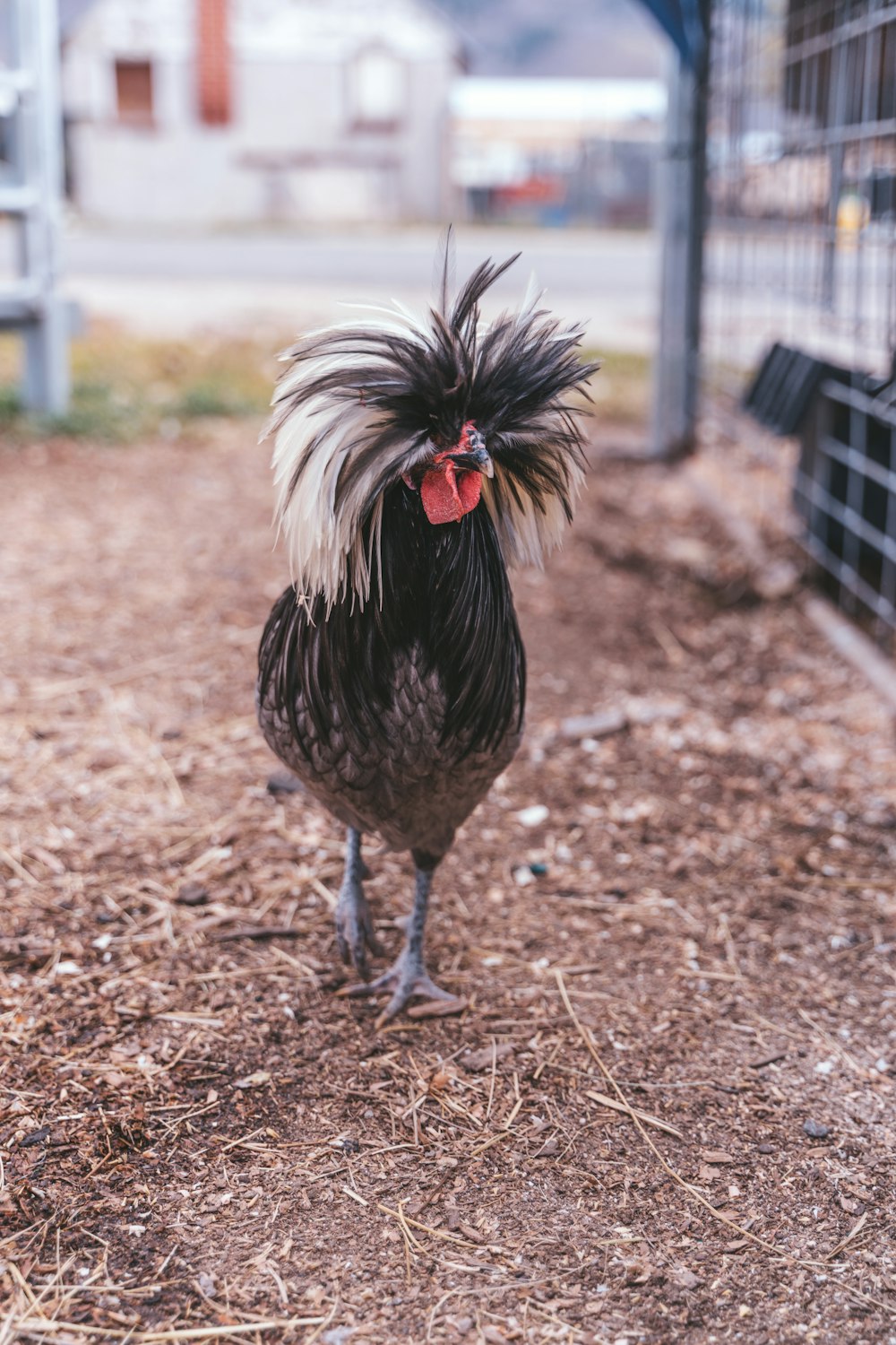 a black and white chicken with a mohawk standing in the dirt