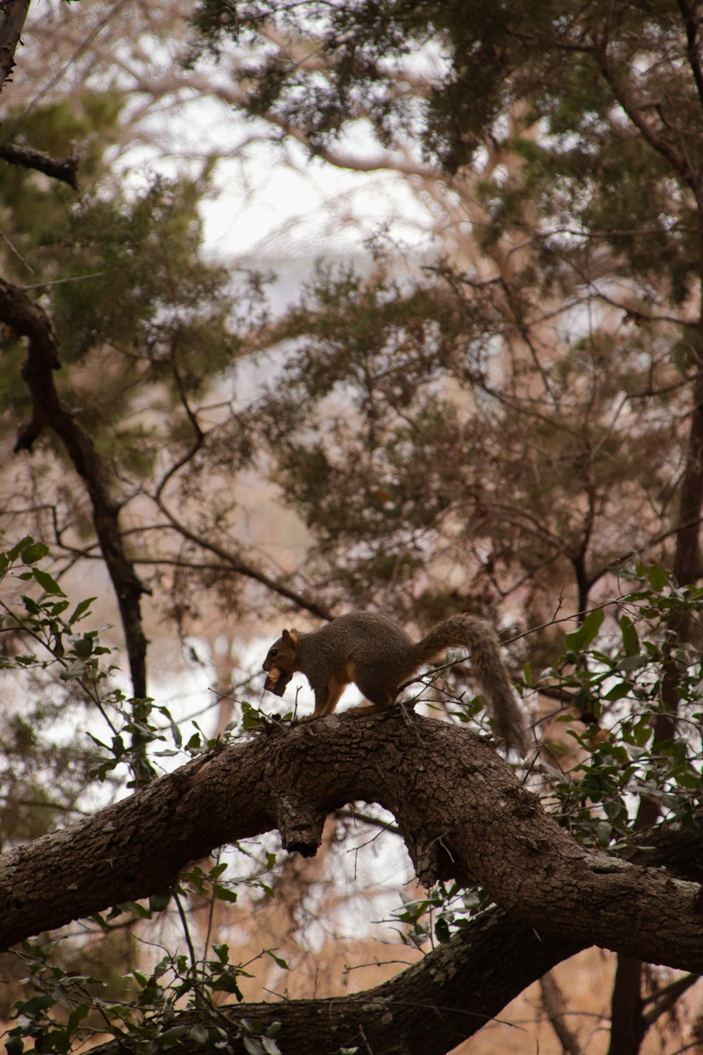 a squirrel is standing on a tree branch