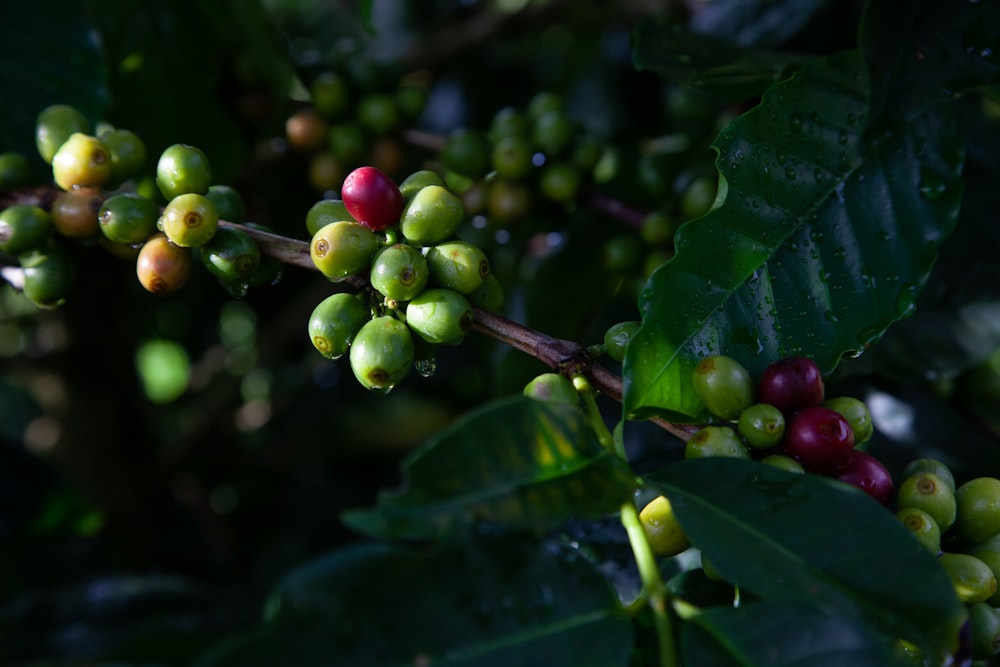 coffee beans are growing on a tree branch