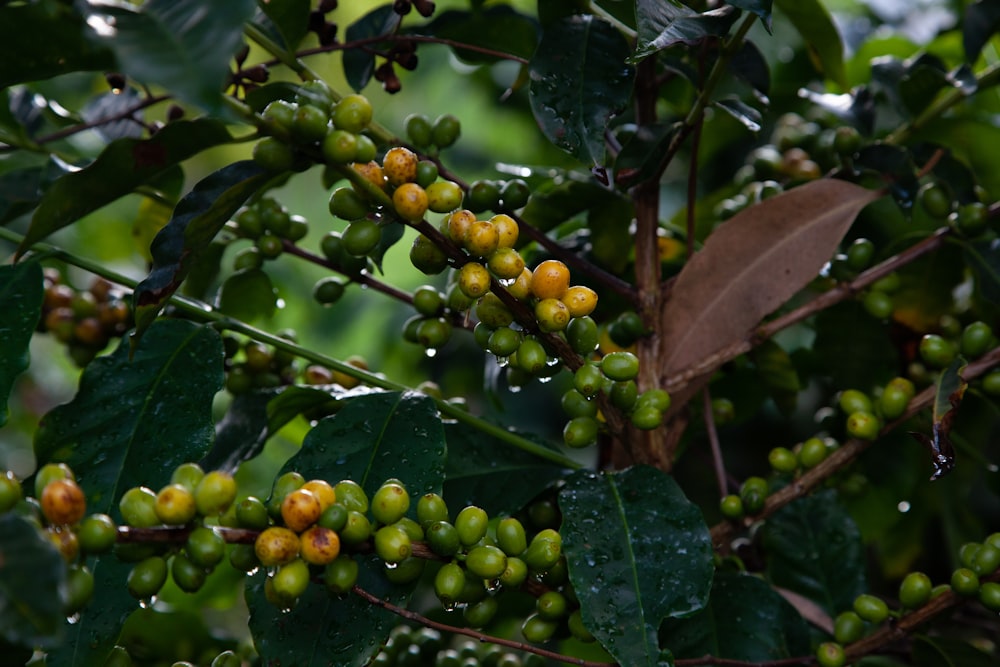 a tree filled with lots of green and yellow berries