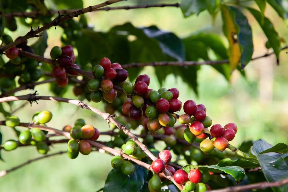 a bunch of coffee beans hanging from a tree