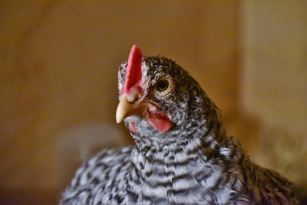 a close up of a bird with a red beak