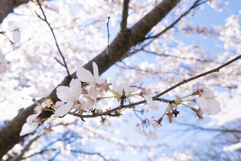 a close up of a tree with white flowers