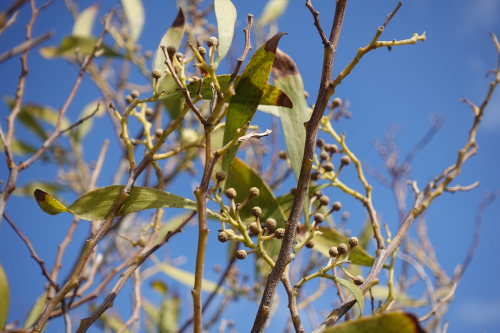 a tree branch with leaves and buds against a blue sky