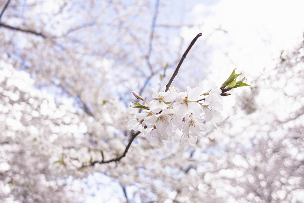 a branch with white flowers and green leaves