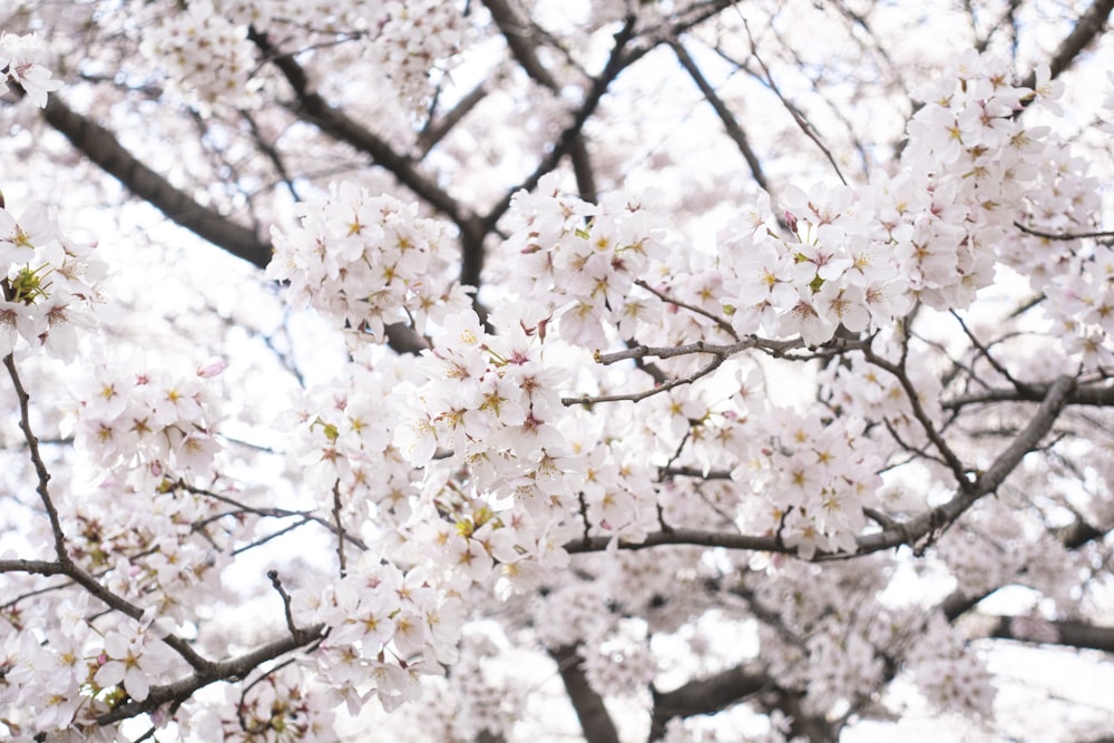 a close up of a tree with white flowers