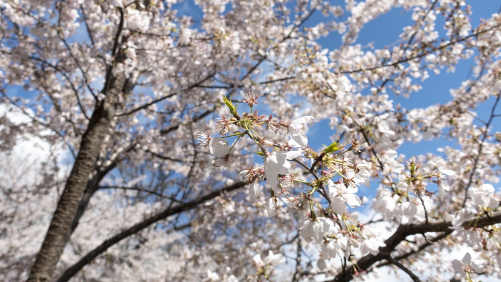 a tree with lots of white flowers on it