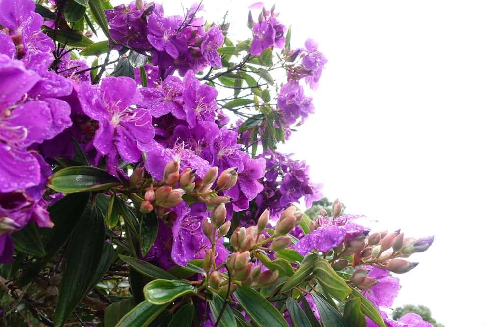 purple flowers are blooming on a tree branch