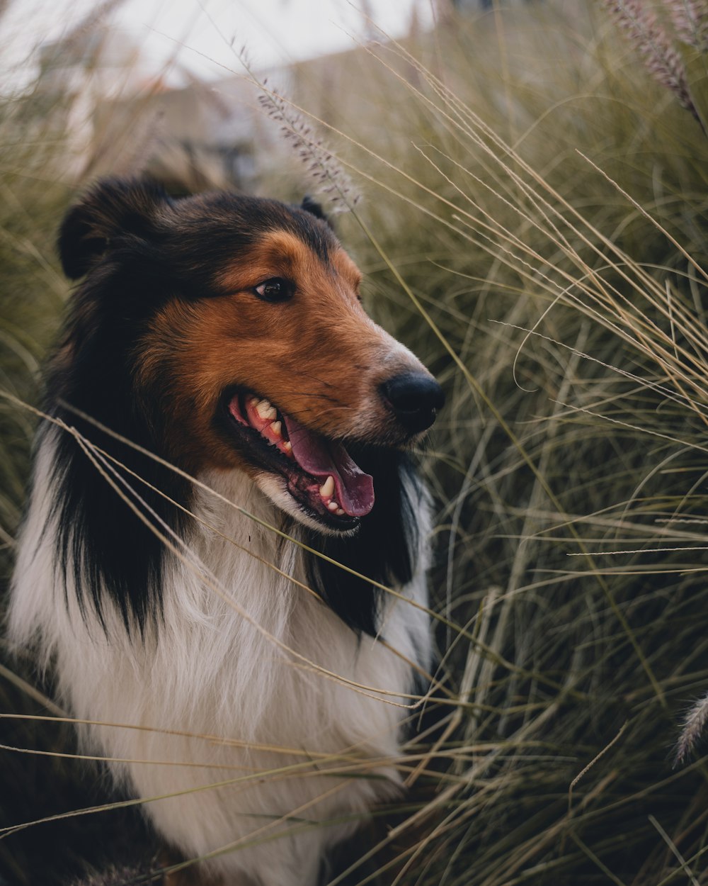 a dog standing in a field of tall grass