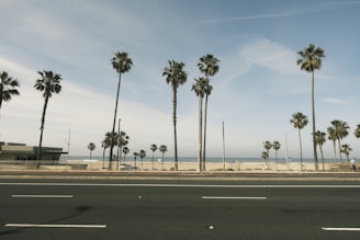 a street lined with palm trees next to the ocean